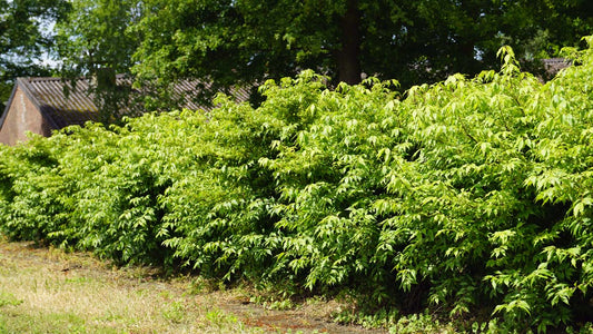 Euonymus alatus 'Blade Runner' meerstammig / struik struik