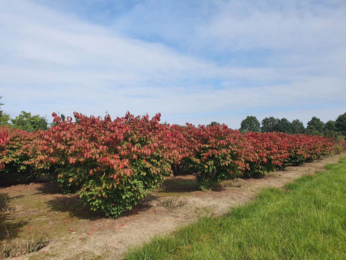 Euonymus alatus 'Compactus' meerstammig / struik struik