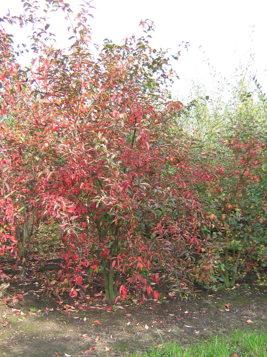 Euonymus europaeus meerstammig / struik struik