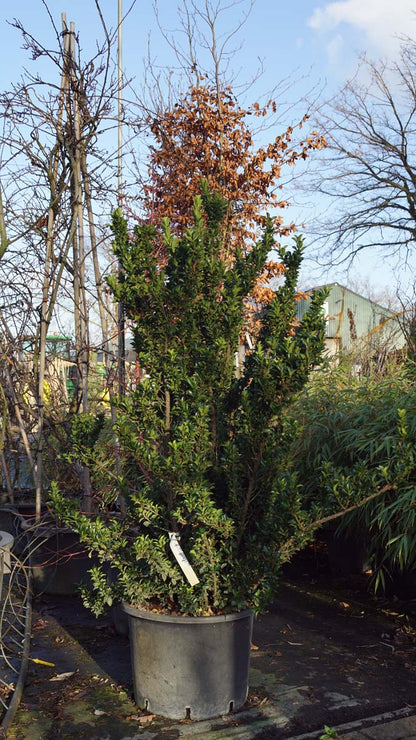 Euonymus japonicus 'Green Spire' meerstammig / struik struik