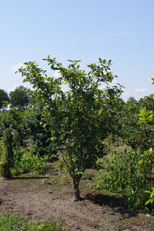 Euonymus phellomanus meerstammig / struik struik