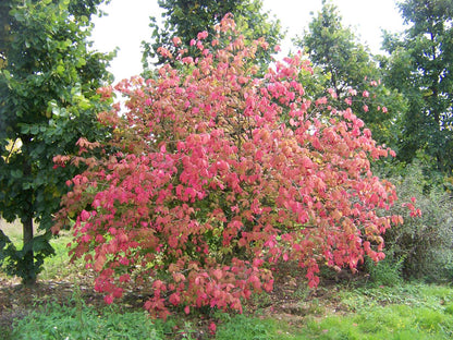 Euonymus planipes meerstammig / struik struik