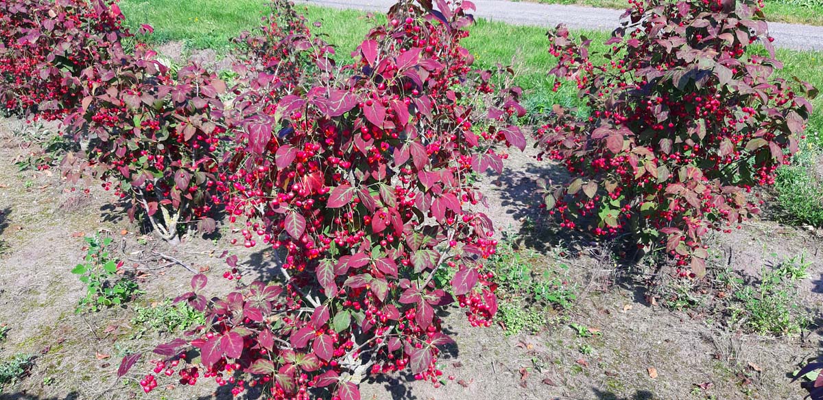 Euonymus planipes meerstammig / struik struik