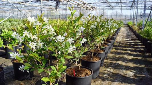 Exochorda racemosa 'Huibl' meerstammig / struik struik