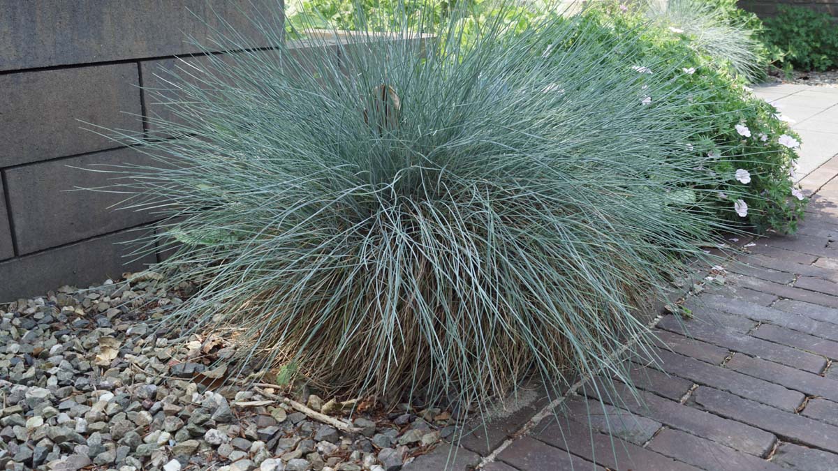 Festuca gautieri