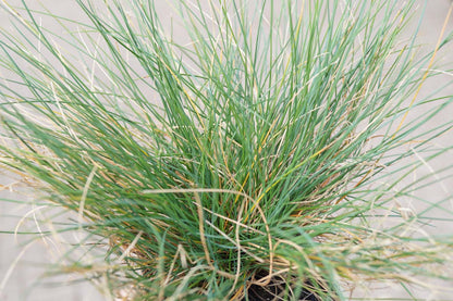 Festuca gautieri