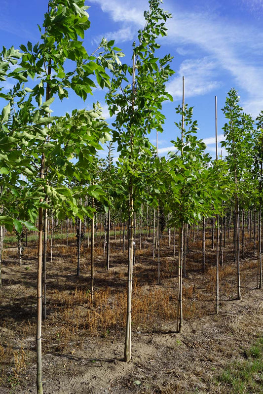 Fraxinus americana op stam