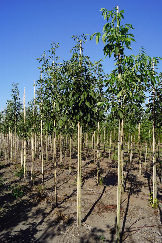 Fraxinus americana microcarpa op stam