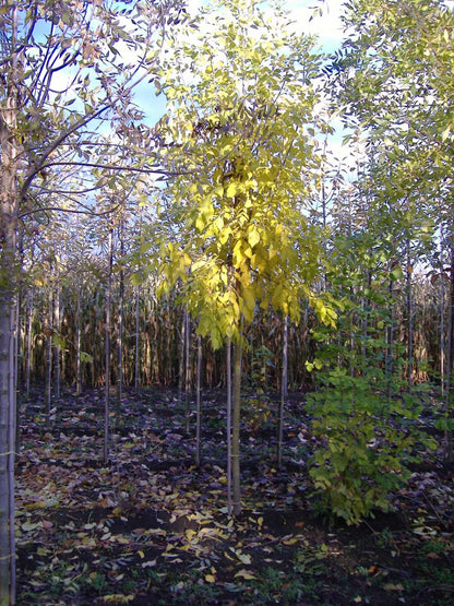 Fraxinus americana op stam