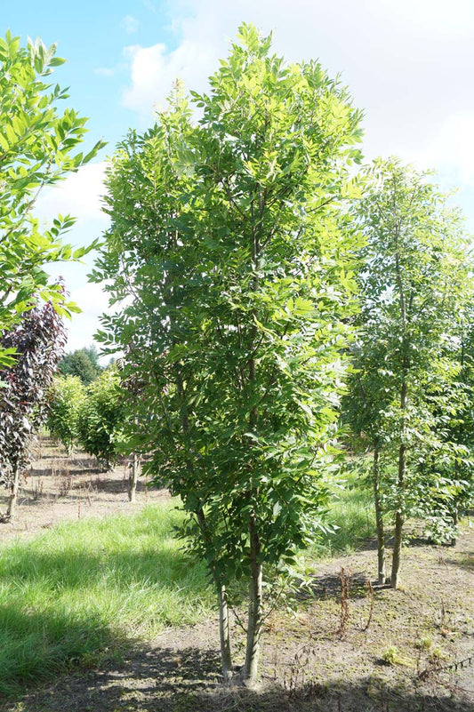 Fraxinus excelsior meerstammig / struik meerstammig