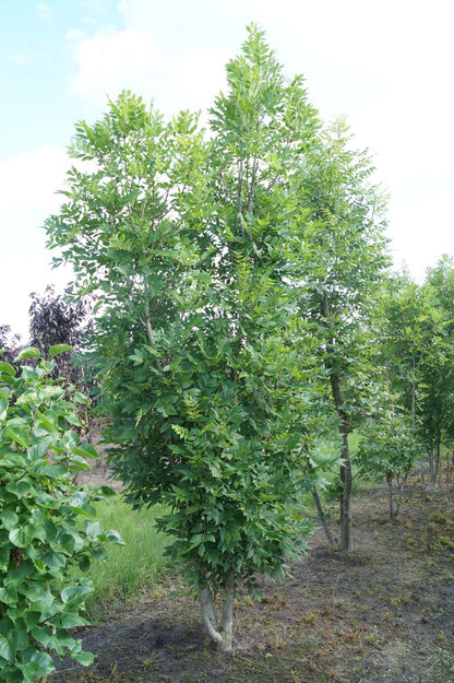 Fraxinus excelsior meerstammig / struik meerstammig