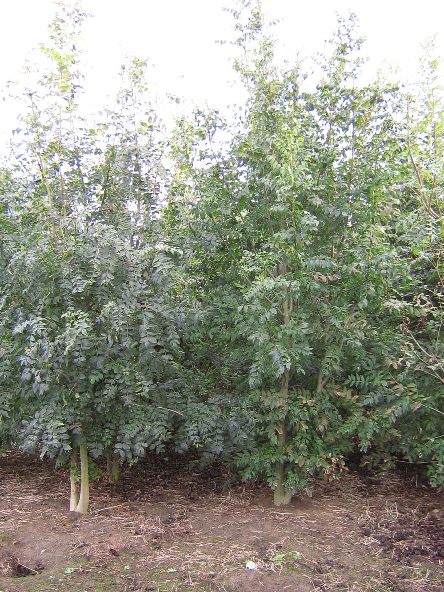 Fraxinus excelsior meerstammig / struik meerstammig