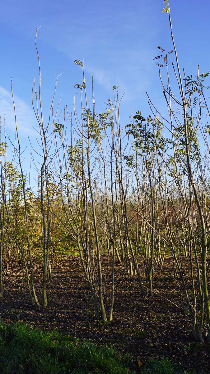 Fraxinus excelsior meerstammig / struik meerstammig