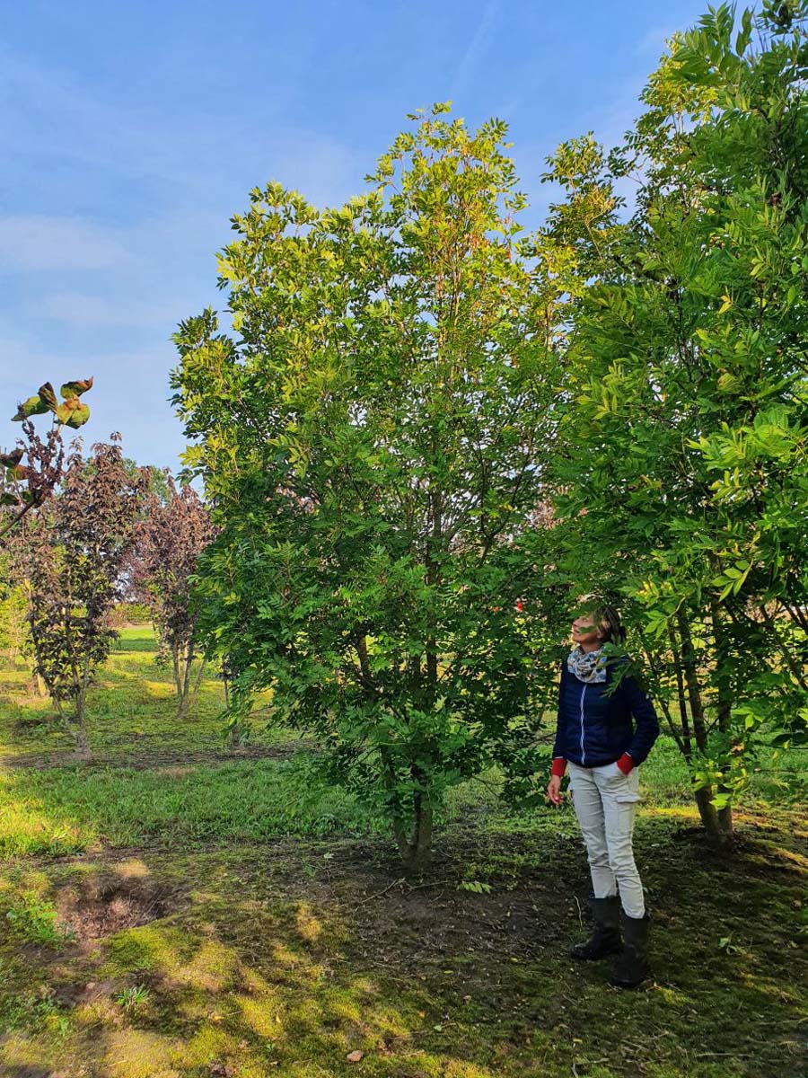 Fraxinus excelsior meerstammig / struik meerstammig