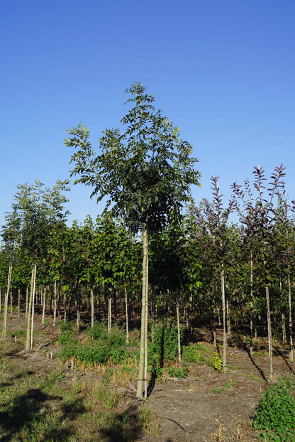 Fraxinus excelsior op stam op stam