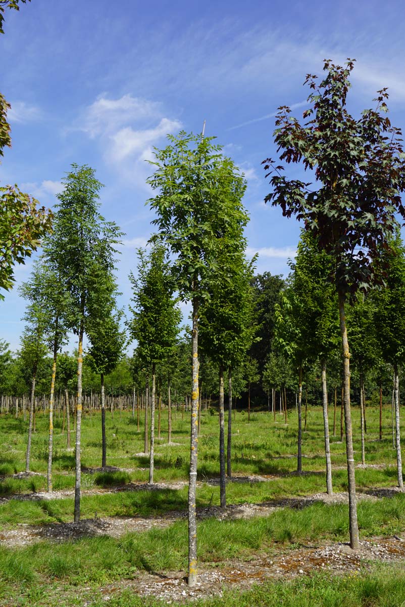 Fraxinus excelsior op stam op stam