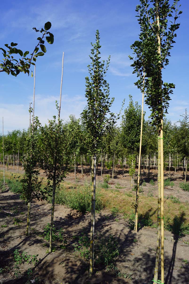 Ginkgo biloba 'Menhir' op stam op stam