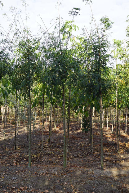 Gleditsia triacanthos 'Elegantissima' op stam op stam