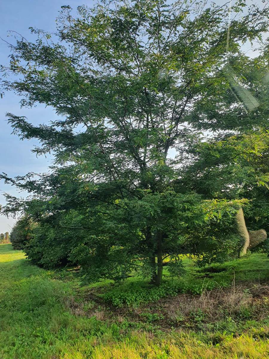 Gleditsia triacanthos inermis meerstammig / struik meerstammig