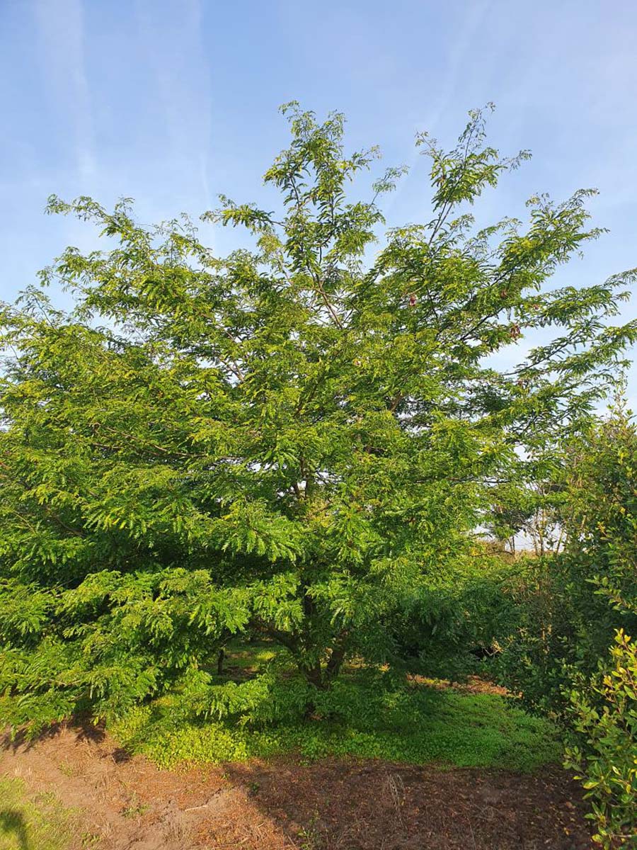 Gleditsia triacanthos inermis meerstammig / struik meerstammig