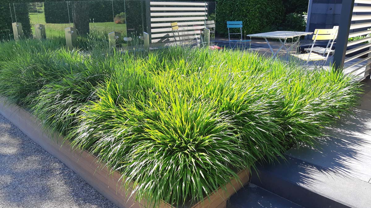 Hakonechloa macra