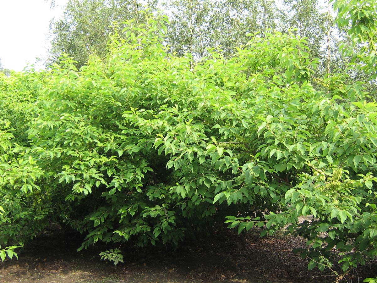 Halesia carolina meerstammig / struik meerstammig