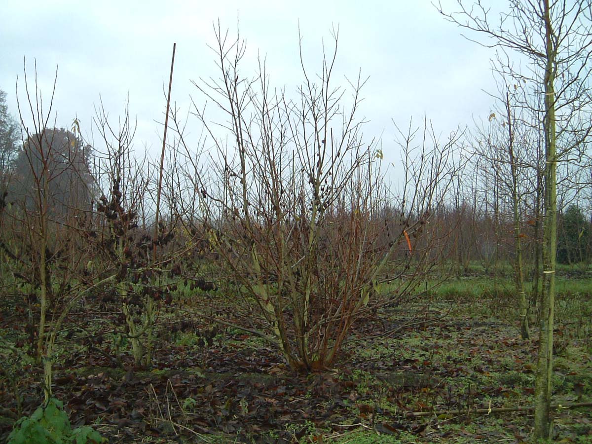 Halesia carolina meerstammig / struik meerstammig