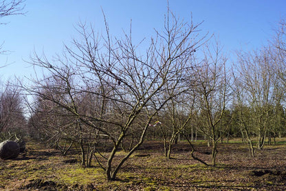 Halesia carolina meerstammig / struik meerstammig