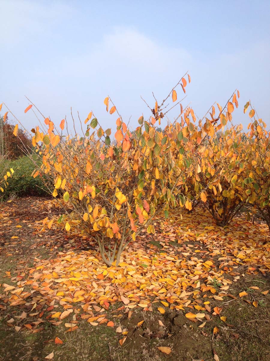 Hamamelis intermedia 'Diane' meerstammig / struik meerstammig