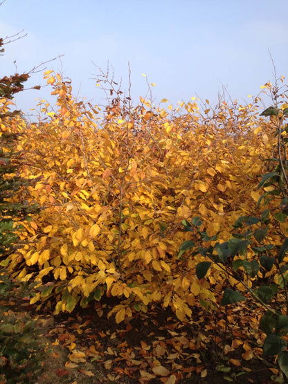 Hamamelis intermedia 'Jelena' meerstammig / struik struik