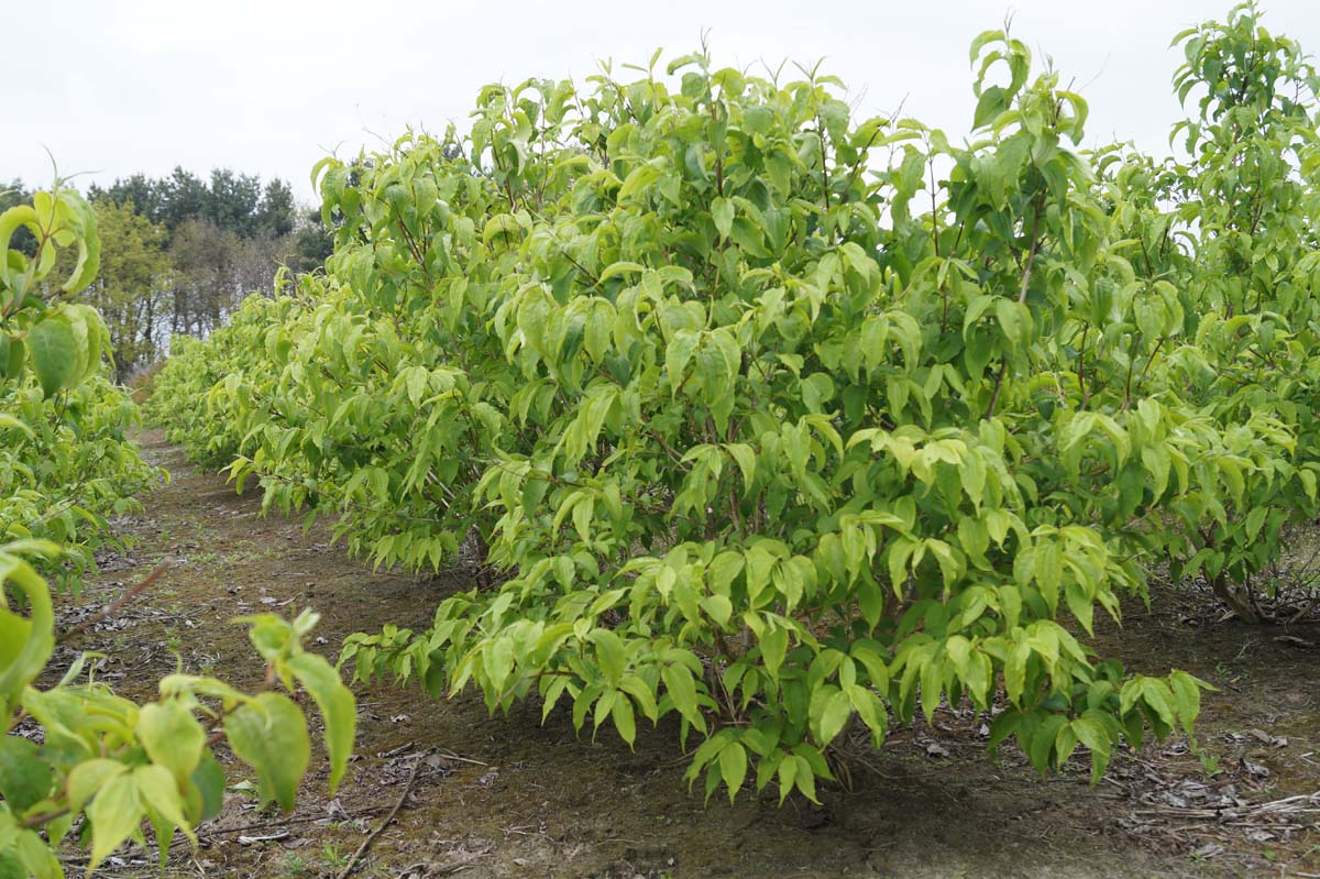 Heptacodium miconioides meerstammig / struik struik