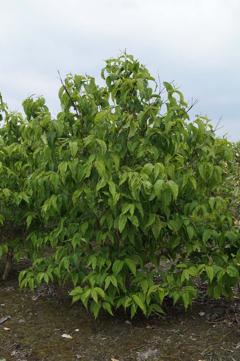 Heptacodium miconioides meerstammig / struik struik