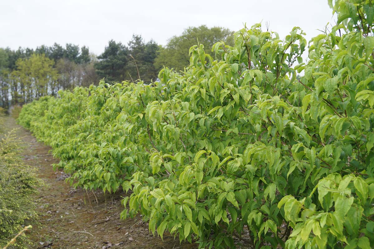 Heptacodium miconioides meerstammig / struik struik