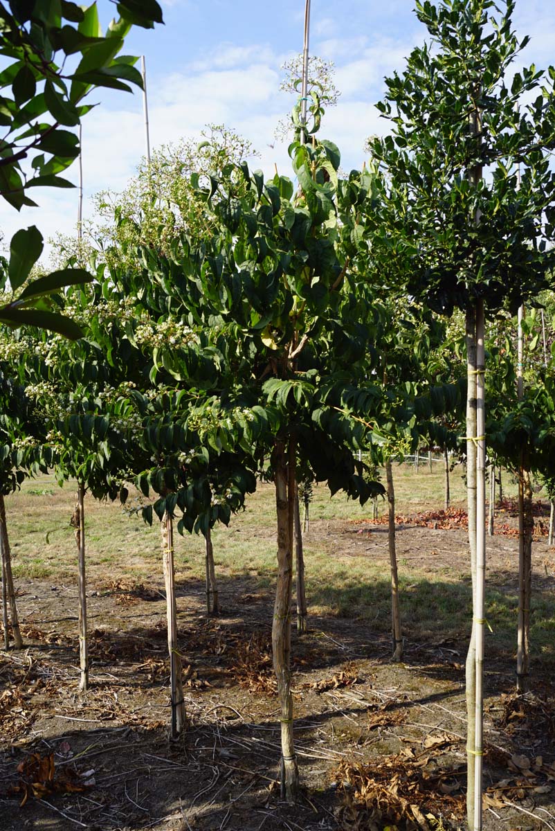 Heptacodium miconioides solitair solitair