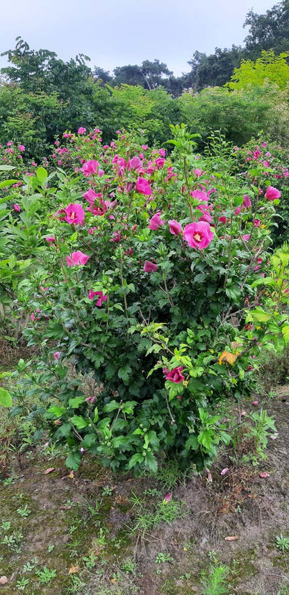 Hibiscus syriacus 'Aphrodite' meerstammig / struik struik