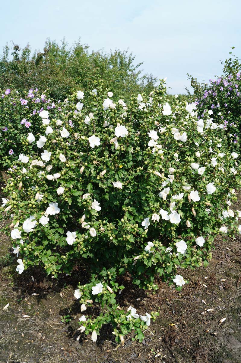 Hibiscus syriacus 'Totus Albus' Tuinplanten struik