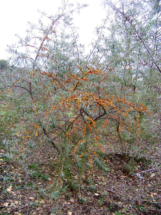 Hippophae rhamnoides meerstammig / struik struik