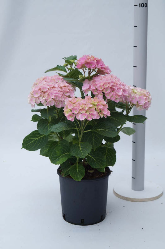 Hydrangea macrophylla 'Bodensee' meerstammig / struik struik