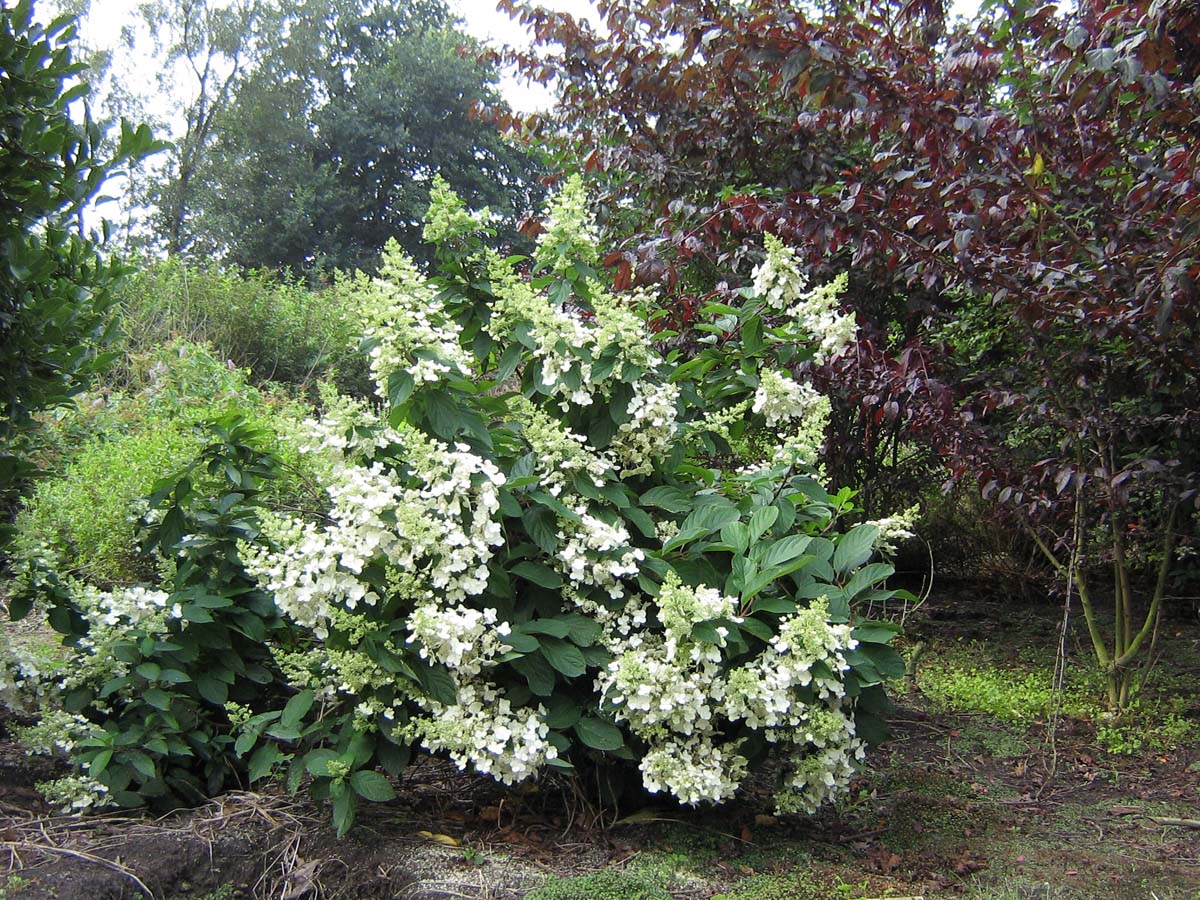 Hydrangea paniculata meerstammig / struik struik