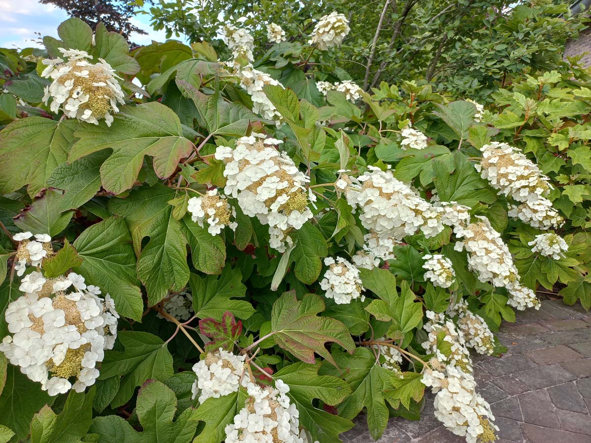 Hydrangea quercifolia meerstammig / struik struik