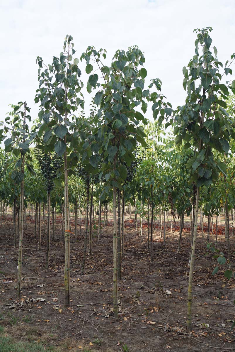 Idesia polycarpa op stam op stam