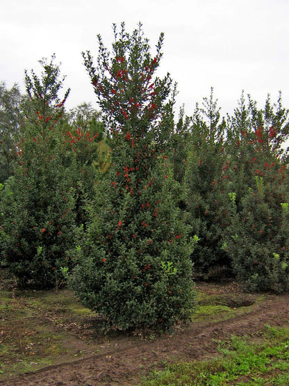 Ilex aquifolium meerstammig / struik struik