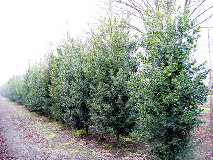 Ilex aquifolium meerstammig / struik struik