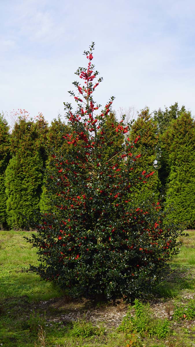 Ilex aquifolium meerstammig / struik struik