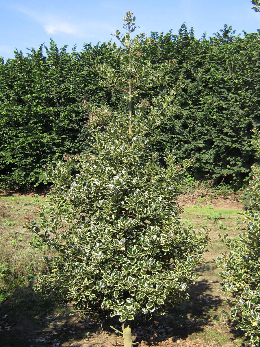 Ilex aquifolium 'Argentea Marginata' meerstammig / struik struik