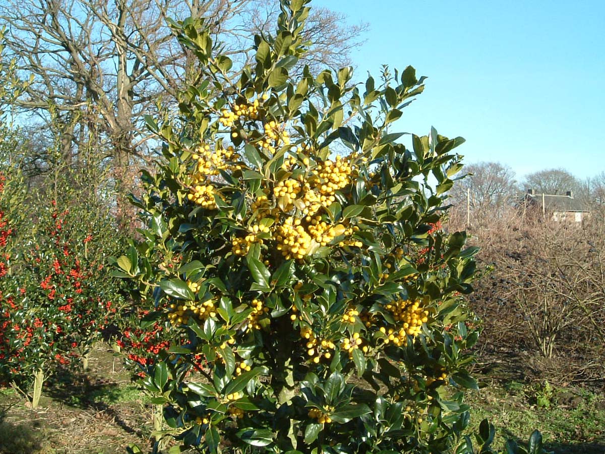 Ilex aquifolium 'Bacciflava' meerstammig / struik struik