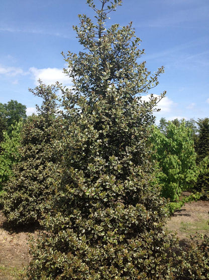 Ilex aquifolium 'Handsworth New Silver' meerstammig / struik struik