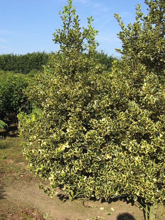 Ilex aquifolium 'Madame Briot' meerstammig / struik struik