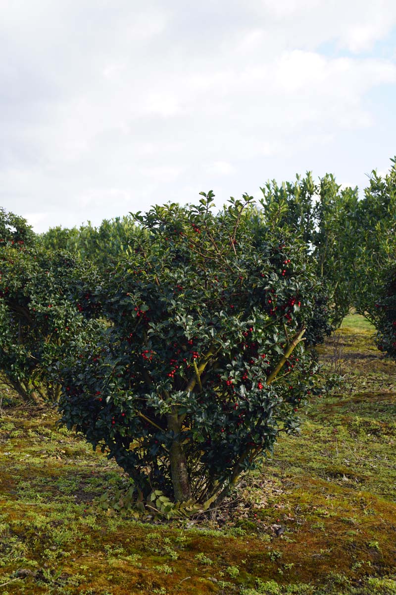 Ilex meserveae 'Blue Princess' meerstammig / struik struik