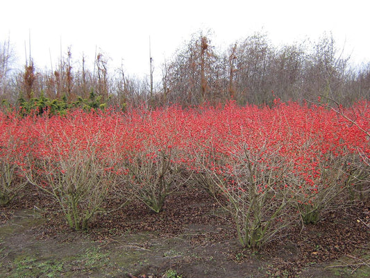 Ilex verticillata struik